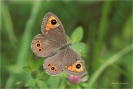 <p>OKÁČ JEČMÍNKOVÝ (Lasiommata maera) Slovensko - Vysoké Tatry ---- /Large wall brown - Braunauge/</p>